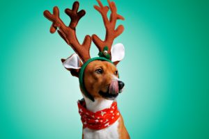 Beautiful dog wering christmas costumes